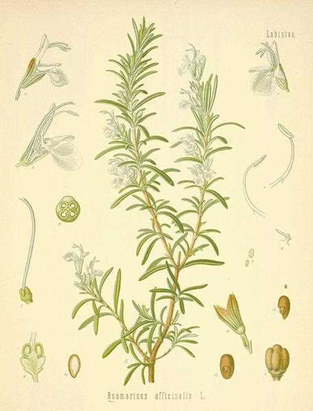 Rosemary Leaf Powder | 3.5oz to 5lb | 100% Pure Natural Hand Crafted