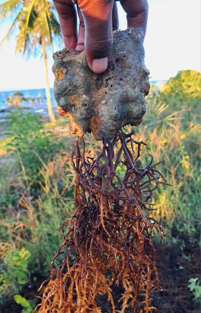 Organic Purple Irish Sea Moss I Wild Crafted Superfood I Raw Sun dried Seamoss