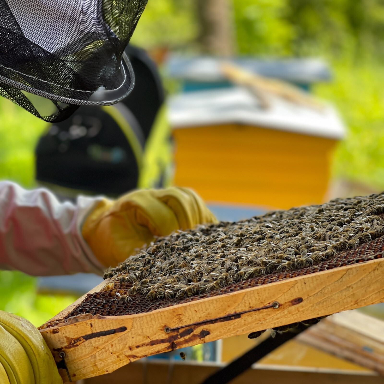 Bee Bread / Perga – Fermented Bee Pollen 100g (3.5oz), Raw & Unprocessed – 2025