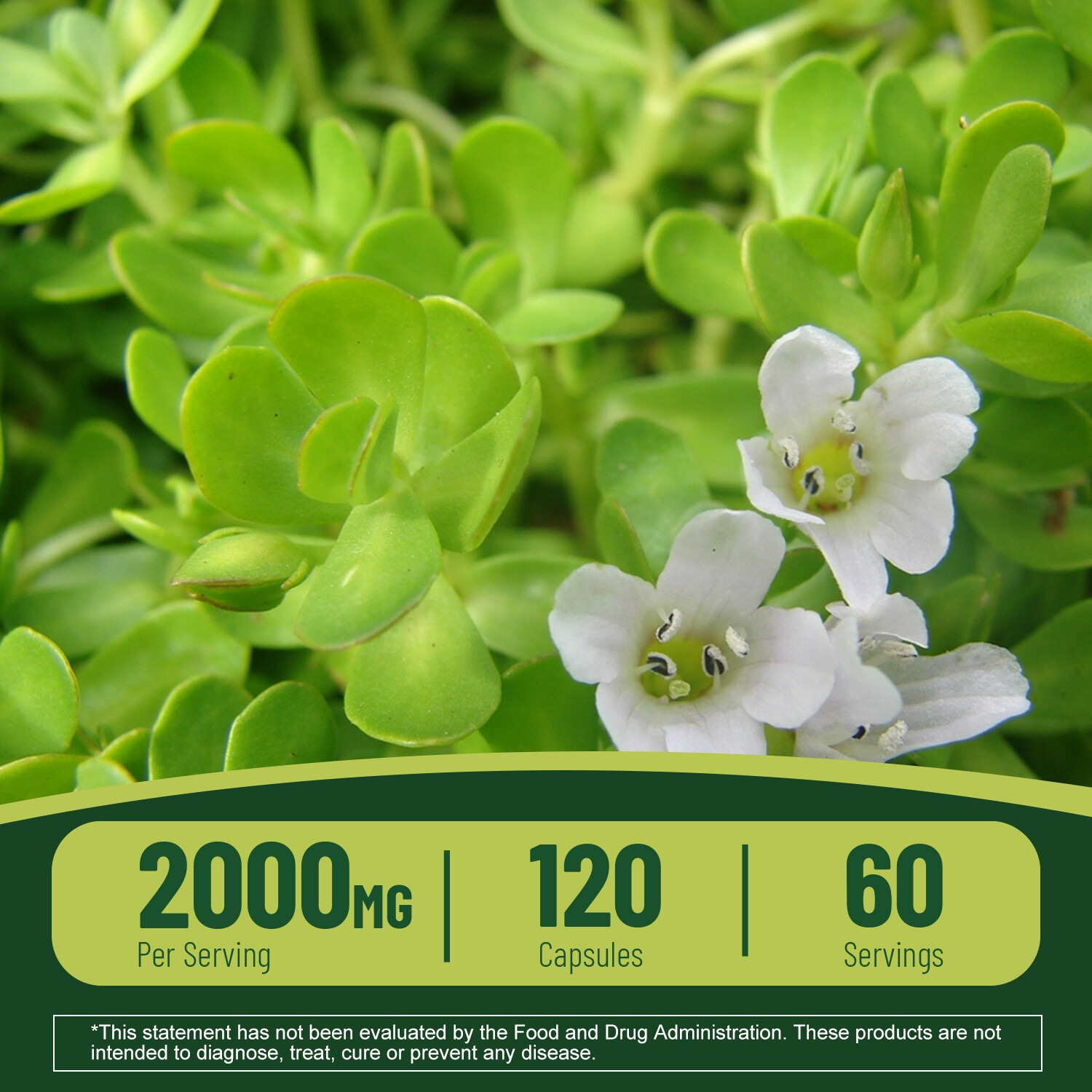 Bacopa Monnieri 2000mg – Brain Support, Gluten Free,Mental Performance – Non GMO