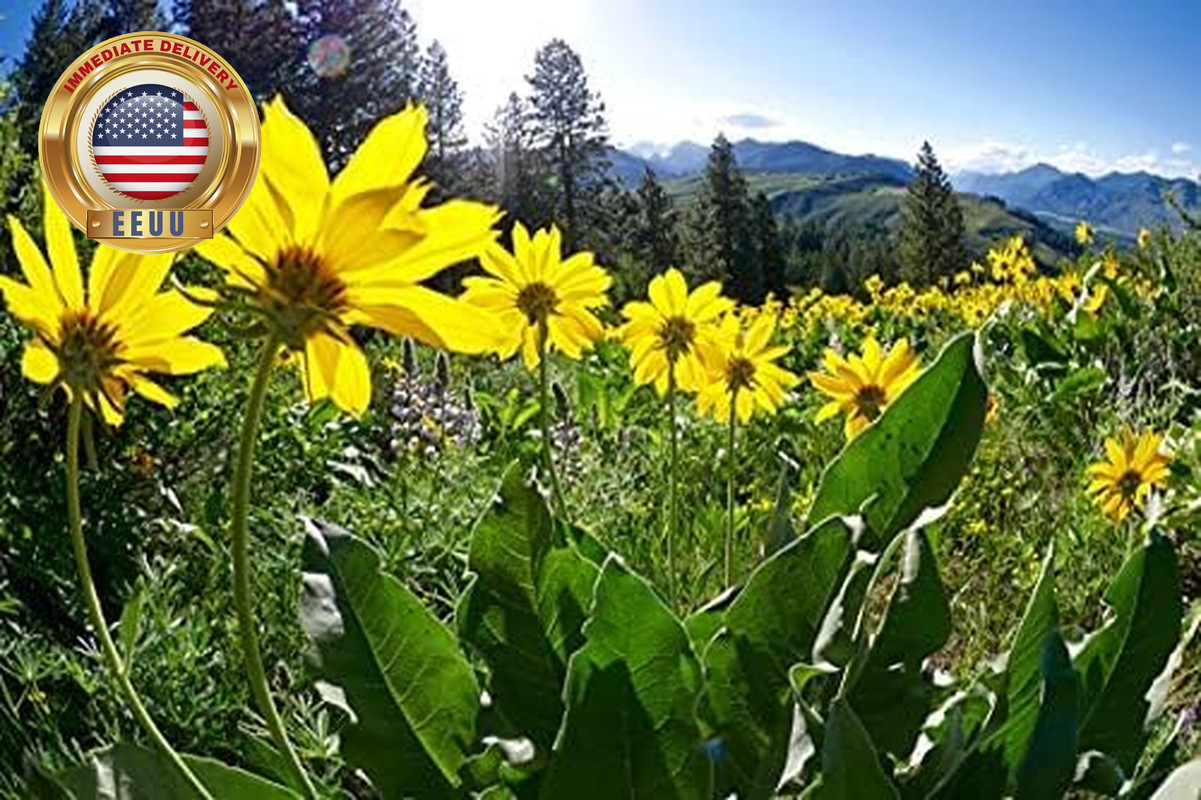 OLLOIS Arnica Montana 6C, Organic, Lactose-Free Homeopathic Medicine, 80 Pellets