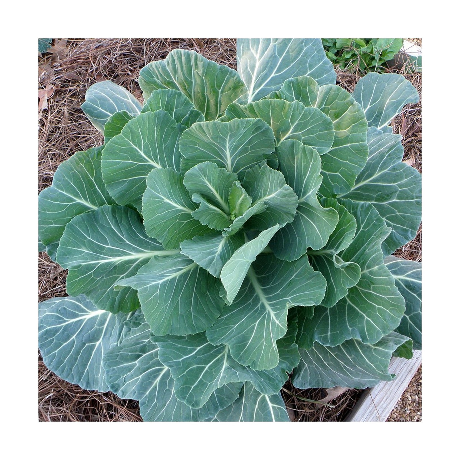 Georgia Southern Collard Greens Seeds (500+) USA Grown Non-GMO