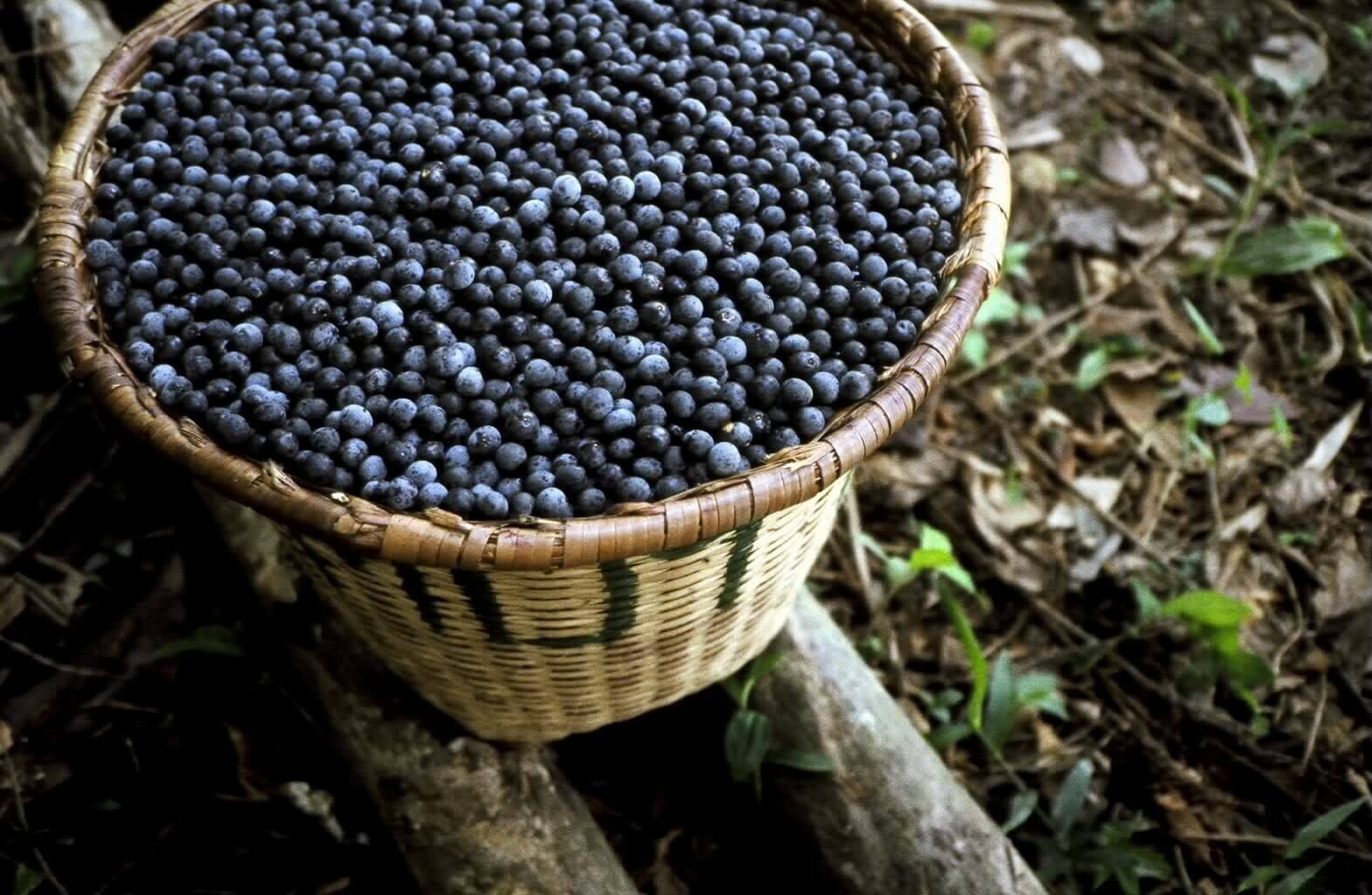 Tropical flavor – ACAI BERRY – Nutrient-rich snack 1 Bottle 60 Capsules