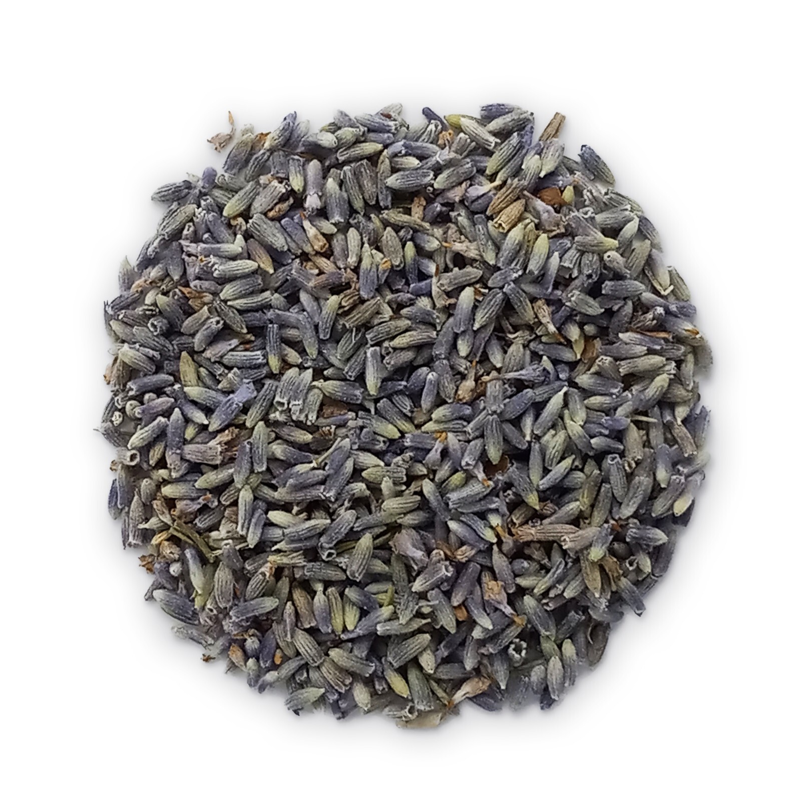 Lavender (Lavanda | Alucema) by Herbs of Mexico