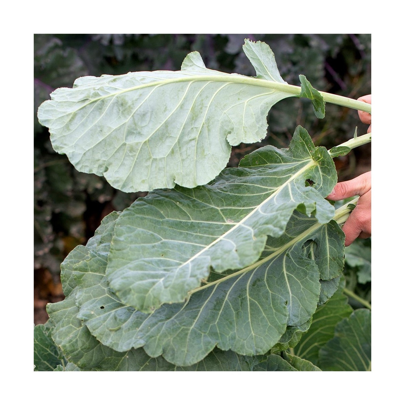 Georgia Southern Collard Greens Seeds (500+) USA Grown Non-GMO