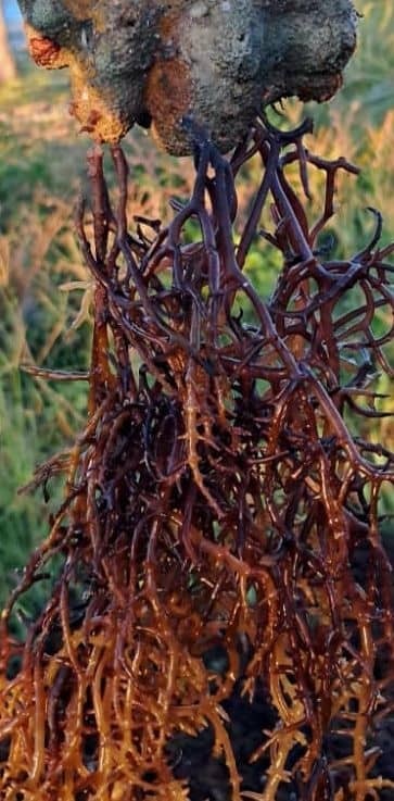 Organic Purple Irish Sea Moss I Wild Crafted Superfood I Raw Sun dried Seamoss